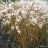 Miscanthus sin. 'Flamingo'