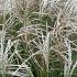 Miscanthus sin. 'Flamingo'