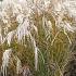 Miscanthus sin. 'Flamingo'