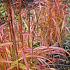 Miscanthus sin. 'Ghana'