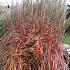 Miscanthus sin. 'Ghana'