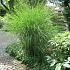 Miscanthus sin. 'Gracillimus'