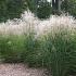 Miscanthus sin. 'Graziella'