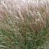 Miscanthus sin. 'Kleine Silbersp.'