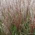 Miscanthus sin. 'Kleine Silbersp.'