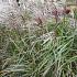 Miscanthus sin. 'Malepartus'