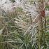 Miscanthus sin. 'Malepartus'