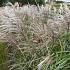 Miscanthus sin. 'Malepartus'