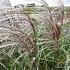 Miscanthus sin. 'Malepartus'