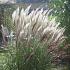 Miscanthus sin. 'Silberfeder'