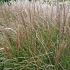 Miscanthus sin. 'Silberspinne'