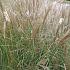 Miscanthus sin. 'Silberspinne'