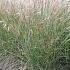 Miscanthus sin. 'Silberspinne'