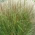 Miscanthus sin. 'Silberspinne'