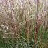 Miscanthus sin. 'Yaku Jima'