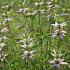 Monarda punctata