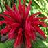 Monarda 'Cambridge Scarlet'