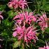 Monarda 'Croftway Pink'