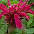 Monarda 'Mahogany'