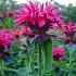 Monarda 'Marshall's Delight'