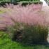 Muhlenbergia capillaris