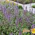 Nepeta grandiflora 'Wild Cat'