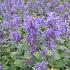 Nepeta racemosa 'Grog'