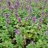 Nepeta racemosa 'Grog'