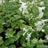 Nepeta racemosa 'Snowflake'