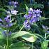 Nepeta subsessilis