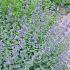 Nepeta 'Six Hills Giant'