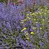 Nepeta 'Walker's Low'