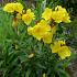 Oenothera fr. 'Fyrverkeri'