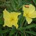 Oenothera macrocarpa