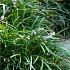 Ophiopogon planiscapus