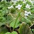 Pachyphragma macrophyllum