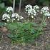 Pachyphragma macrophyllum