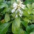 Pachysandra terminalis