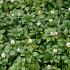 Pachysandra term. 'Green Carpet'