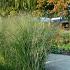 Panicum virgatum 'Cloud Nine'