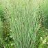 Panicum virgatum 'Heavy Metal'