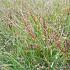 Panicum virgatum 'Shenandoah'