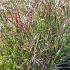 Panicum virgatum 'Squaw'