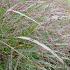 Panicum virgatum 'Warrior'