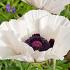 Papaver or. 'Royal Wedding'