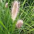 Pennisetum alop. viridescens