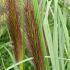 Pennisetum alop. viridescens