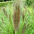 Pennisetum alop. viridescens