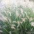 Pennisetum alop. viridescens