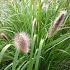 Pennisetum alop. viridescens